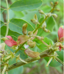 ・学名:Indigofera tinctoria
・別名:キアイ、ナンバンアイ、インド藍
・利用部位:日干しした葉