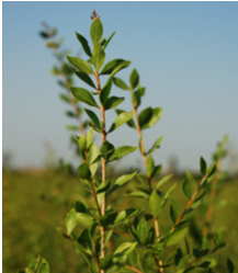 ・学名:Lawsonia inermis
・別名:指甲花(シコウカ)、ツマクレナイノキ
・利用部位:日干しした葉