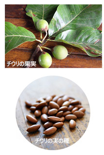 チウリバター