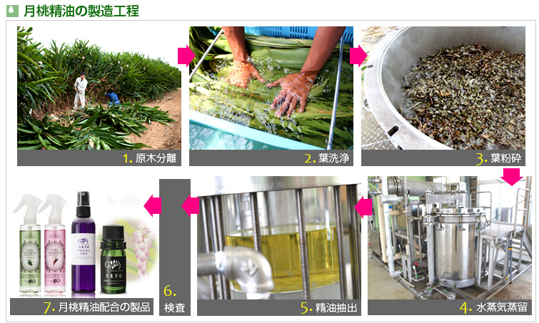 月桃精油の製造工程