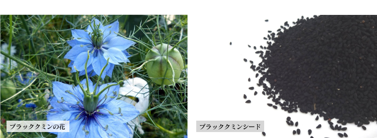 ブラッククミンの花とブラッククミンシード