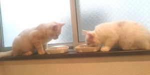 キャットイメージ