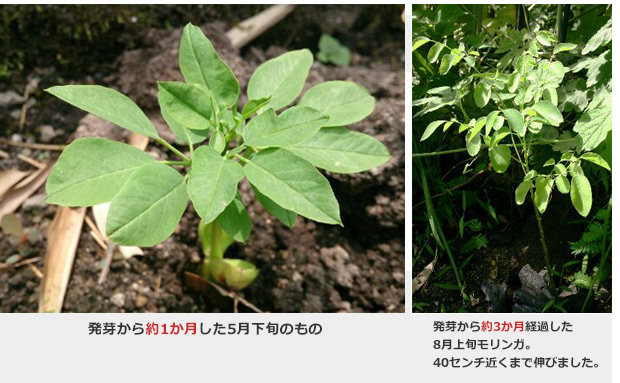 モリンガの葉っぱ