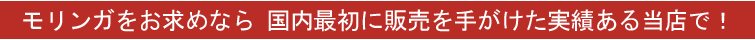 スーパーベジタブル モリンガ
