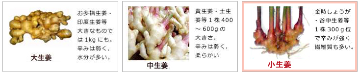 金時しょうが