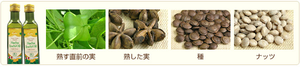 サチャインチオイルのイメージ