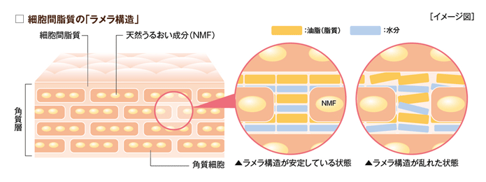 ラメラ構造