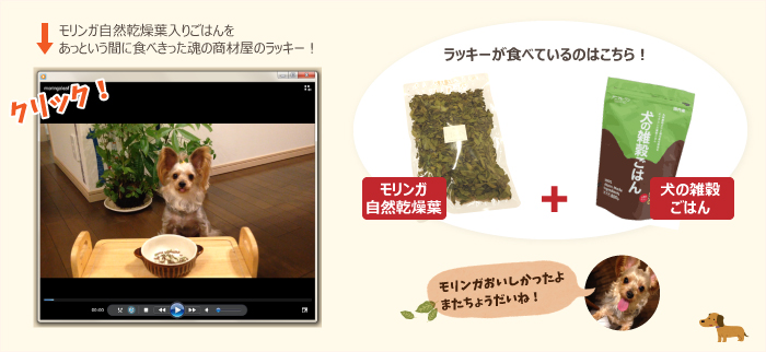 魂の商材屋のラッキー(犬)がモリンガリーフを食べているところをご紹介