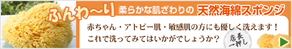 天然海綿スポンジを購入