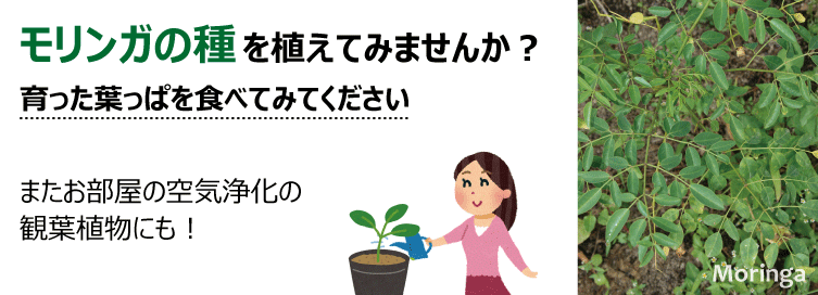 モリンガの種を植えてみませんか?
育だった葉っぱを食べてみてください
またお部屋の空気浄化の観葉植物にも!