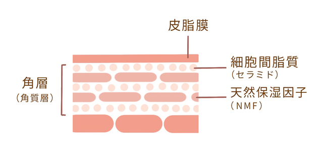 皮脂膜(皮脂と汗が混ざり合った膜):肌表面から水分蒸散を防ぐ。 細胞間脂質(セラミドなど):角質細胞のすき間を埋めて水分を挟み込む。 天然保湿因子(NMF):角質細胞の中で水分を抱え込みます。
