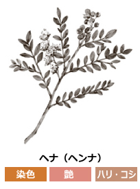 ・学名：Lawsonia inermis
				・別名：指甲花（シコウカ）、ツマクレナイノキ
				・利用部位：日干しした葉