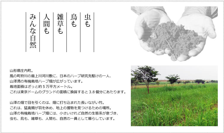 山澤清の香草石鹸白樺樹液練り（ローズマリー） 山澤清の有機栽培ハーブ畑