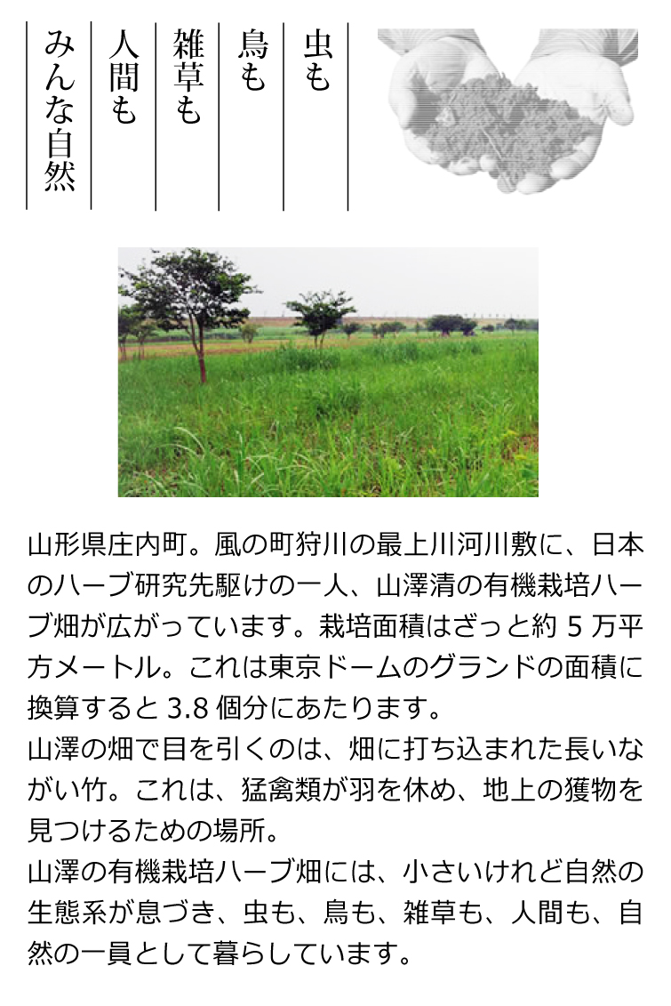 山澤清の香草石鹸白樺樹液練り（ローズマリー） 山澤清の有機栽培ハーブ畑