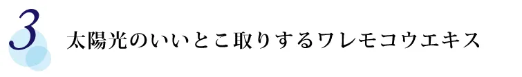 【3】 太陽光のいいとこ取りするワレモコウエキス