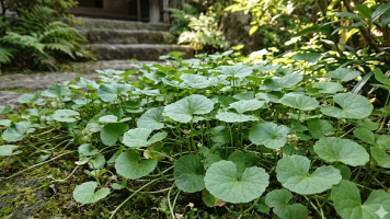 マデカッソシド（CICA由来）