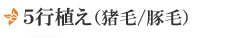 5行植え(猪毛/豚毛)