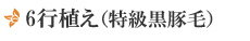 6行植え(特級黒豚毛)
