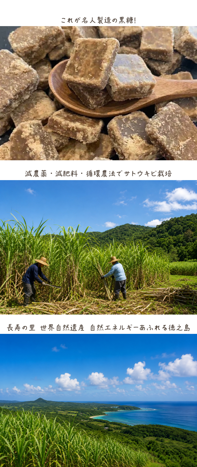 これが名人の黒糖　減農薬・減肥料・循環農法でサトウキビ栽培　長寿の里世界自然遺産自然エネルギーあふれる徳之島