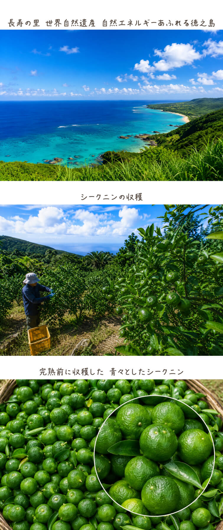 長寿の里 世界自然遺産 自然エネルギーあふれる徳之島/シークニンの収穫/完熟前に収穫した 青々としたシークニン